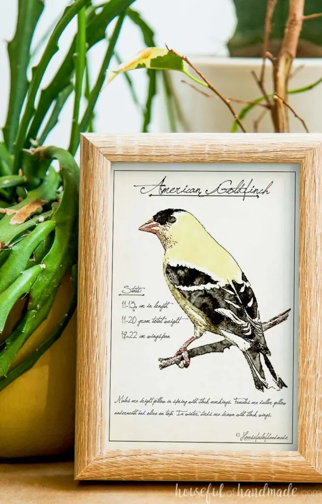 Close up of the American Goldfinch spring bird sketch printable art in a frame next to an aloe vera plant. 