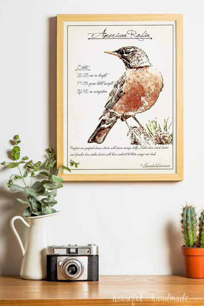 Picture frame with vintage birdwatching sketched art of an American robin inside it. 