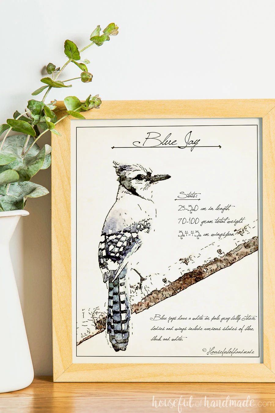 Sketched art of a blue jay with stats about the species in a frame next to a vase.