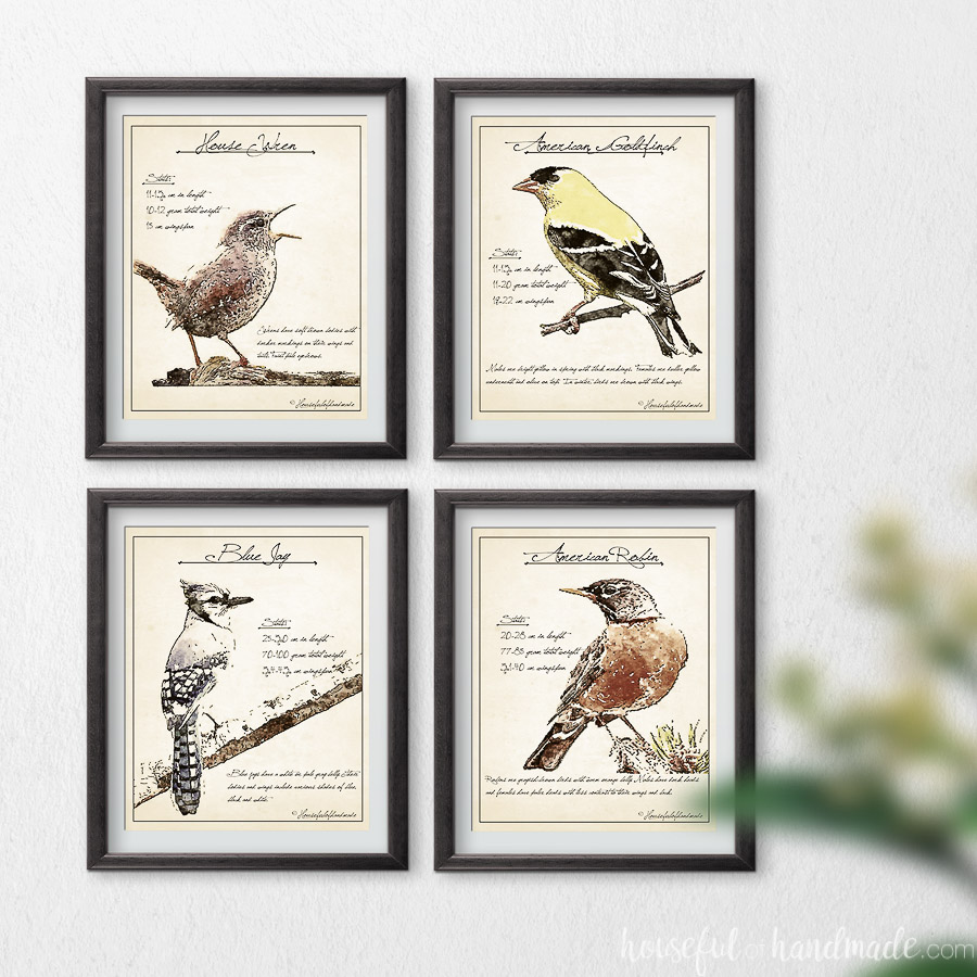Four art prints that look like vintage bird watching sketches of spring birds.
