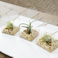 Three small house shaped air plant holders made from clear plastic sheets filled with gold rocks and air plants.