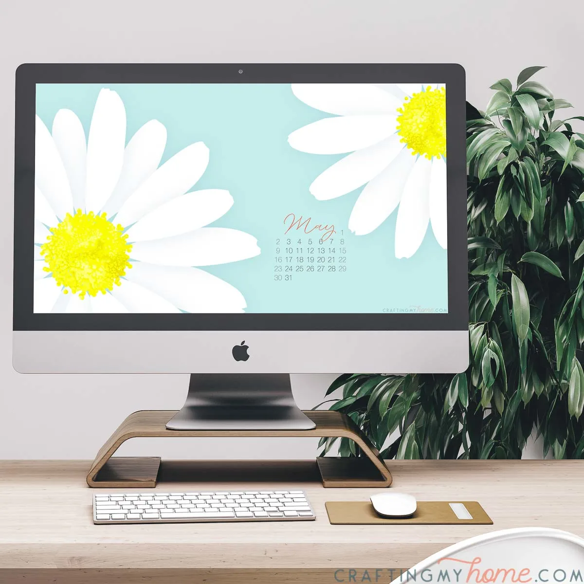 Giant daisy print digital wallpaper with calendar for May on the screen on a computer on a desk in front of a plant. 